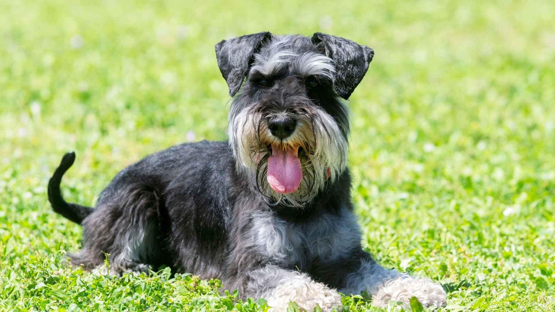 schnauzer pequeño